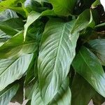 Spathiphyllum wallisii Leaf