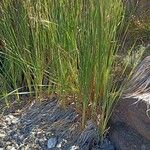 Typha orientalis Habit