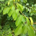 Prunus domestica Leaf