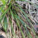 Carex digitata Blatt