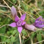 Gentianella germanica Flor