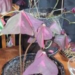 Oxalis triangularis 葉