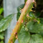 Rubus fruticosus বাকল