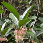 Crossostylis grandiflora Flor