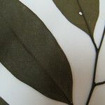 Guatteria foliosa Otro