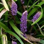 Liriope muscari Fleur