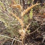 Carlina hispanica Leaf