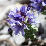 Veronica nummularia Flower