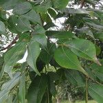 Copaifera aromatica Folla