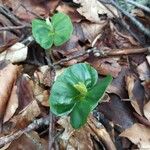 Fagus sylvaticaFolla