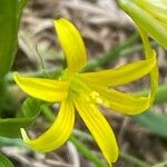 Gagea minima Flower