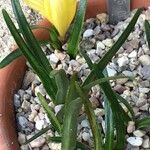 Sternbergia lutea 葉