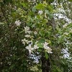 Philadelphus lewisiiFlower