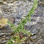 Symphyotrichum ontarionis Hoja