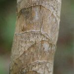 Cordyline mauritiana Bark