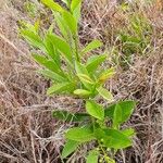 Boscia mossambicensis Blatt