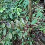 Aporosa frutescens List