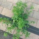 Trigonella foenum-graecum पत्ता