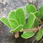 Arctostaphylos uva-ursi Листок