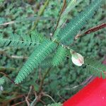 Aeschynomene indica Leaf