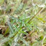 Bellardia trixago Feuille