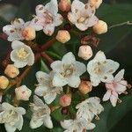 Viburnum rugosum 花