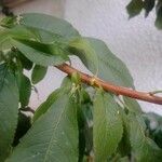 Prunus persica Кора