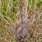 Orobanche nana Habit