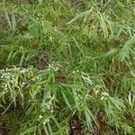 Olearia viscidula ശീലം