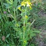 Hypericum maculatumFlower