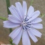 Cichorium intybus Blüte