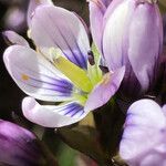 Gentianella corymbosa Květ