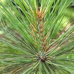 Pinus coulteri Foglia