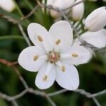 Allium neapolitanum Blomst