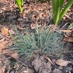 Festuca glauca Leaf