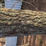 Quercus falcata Bark