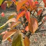 Diospyros kaki Leaf