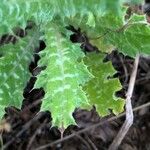 Tyrimnus leucographus Leaf