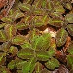 Episcia lilacina Hoja