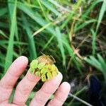 Salvinia natans Leaf