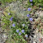 Globularia vulgaris Libunga