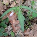 Cardamine nuttallii Leaf