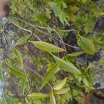 Tabernaemontana persicariifolia Leaf