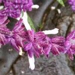 Salvia leucantha 花