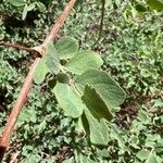 Symphoricarpos rotundifolius Folha