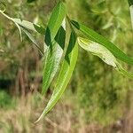 Salix acutifolia Hoja