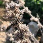 Echium boissieri List