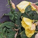 Oenothera glazioviana Hoja