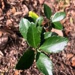 Ilex glabra Ліст