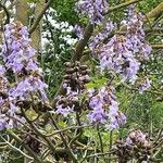 Paulownia tomentosaKvět